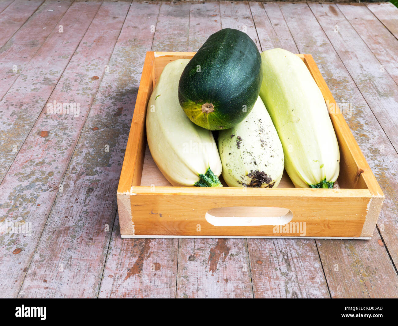 Zucchini in the wooden box on the planks floor. Green and white marrow squash crop. Stock Photo