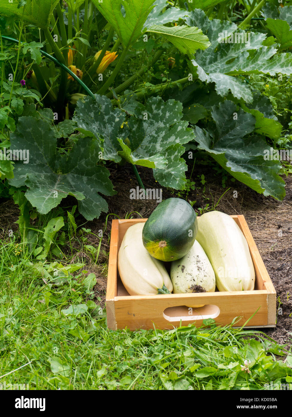 Harvesting zucchini in the organic vegetable garden. Green and white marrow squash in the wooden box. Flowering zucchini plants. Stock Photo
