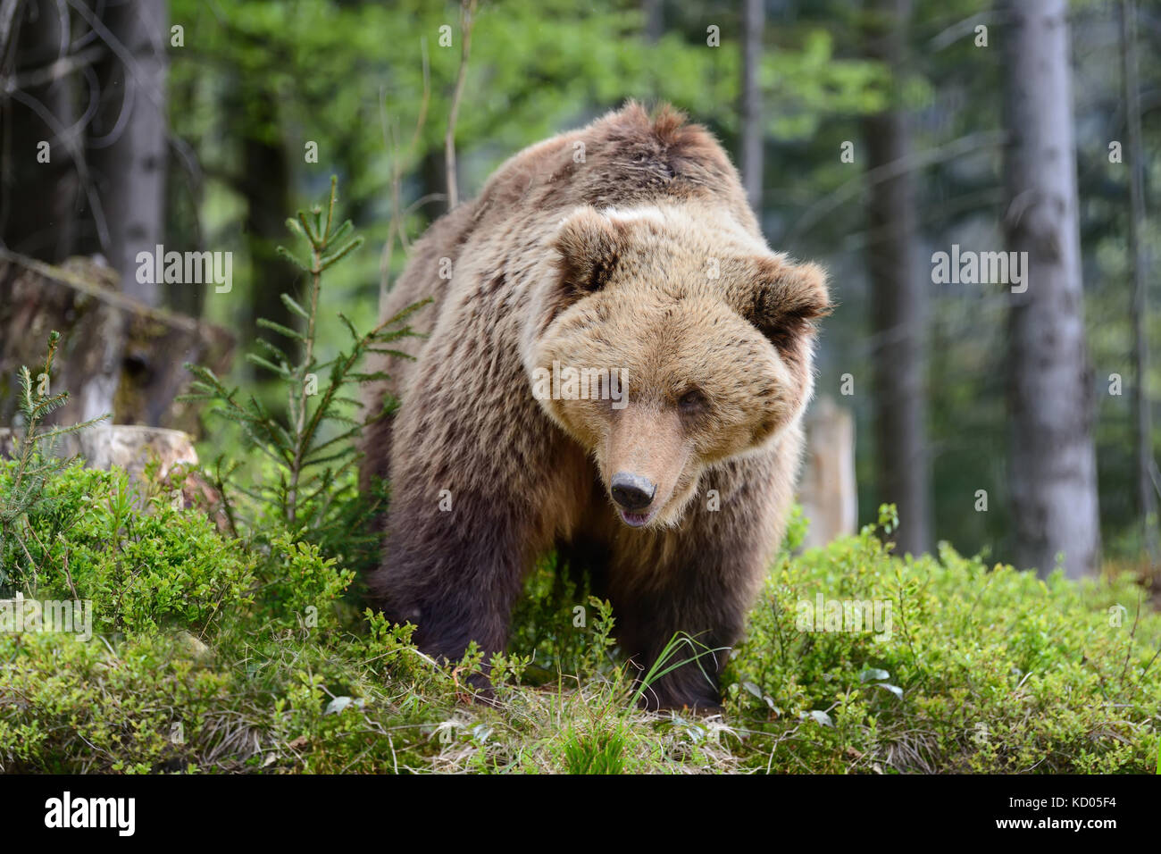 Big brown bear in the forest in the summer Stock Photo - Alamy
