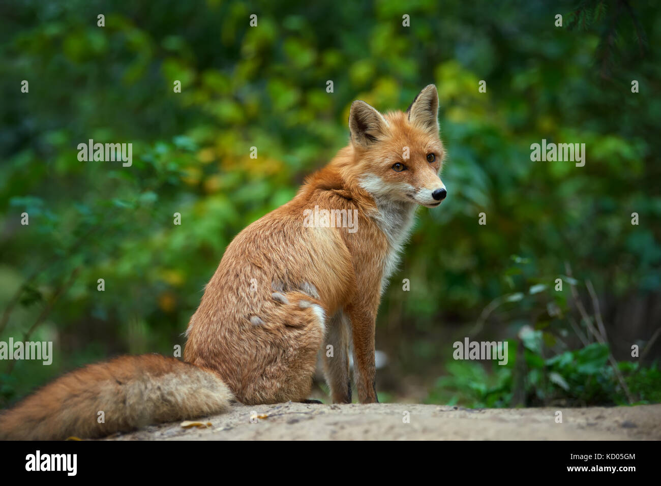 Portrait of a red fox (Vulpes vulpes) in the natural environment Stock ...