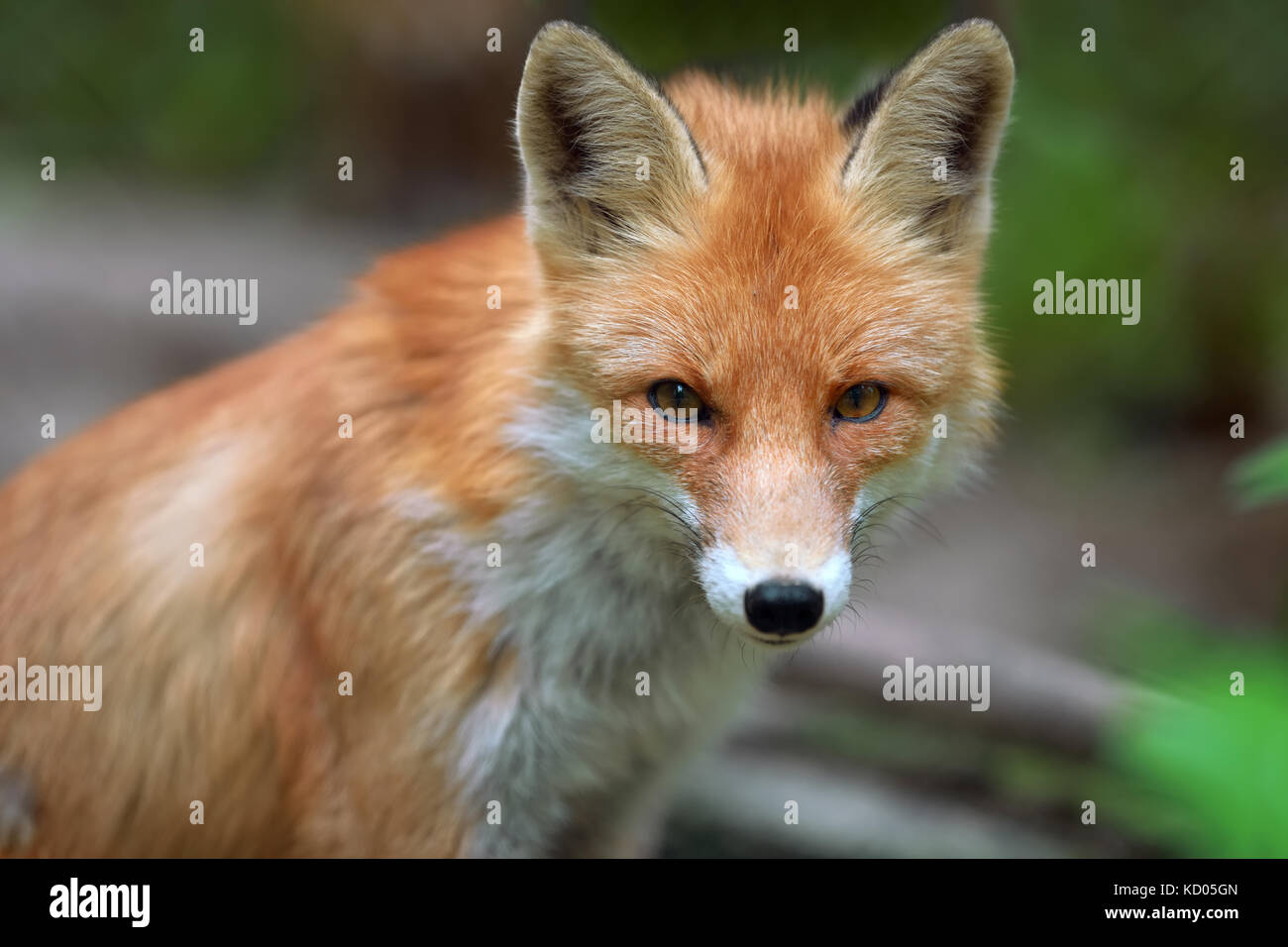 Portrait of a red fox (Vulpes vulpes) in the natural environment Stock ...
