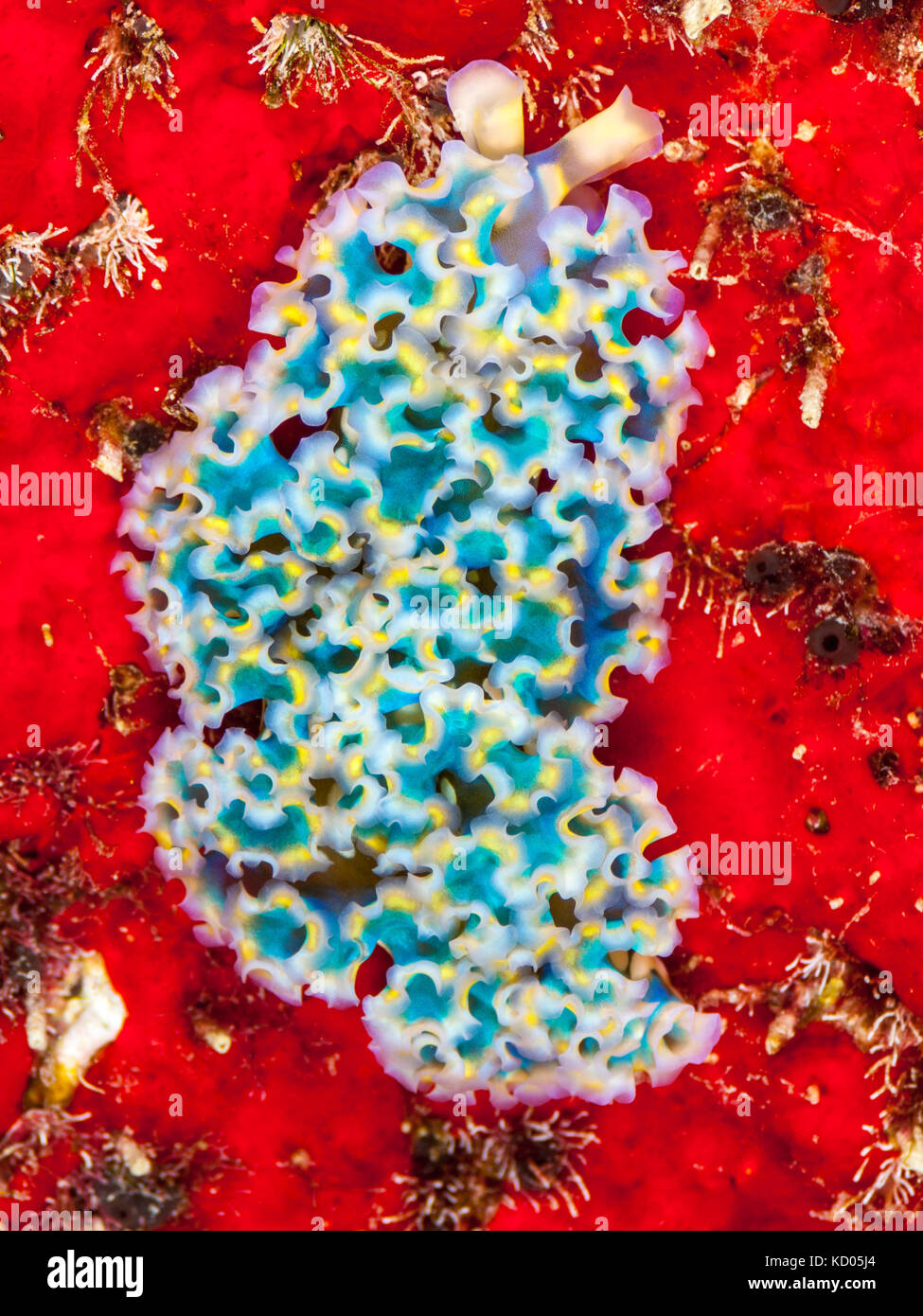 Diversity of nature hires stock photography and images Alamy