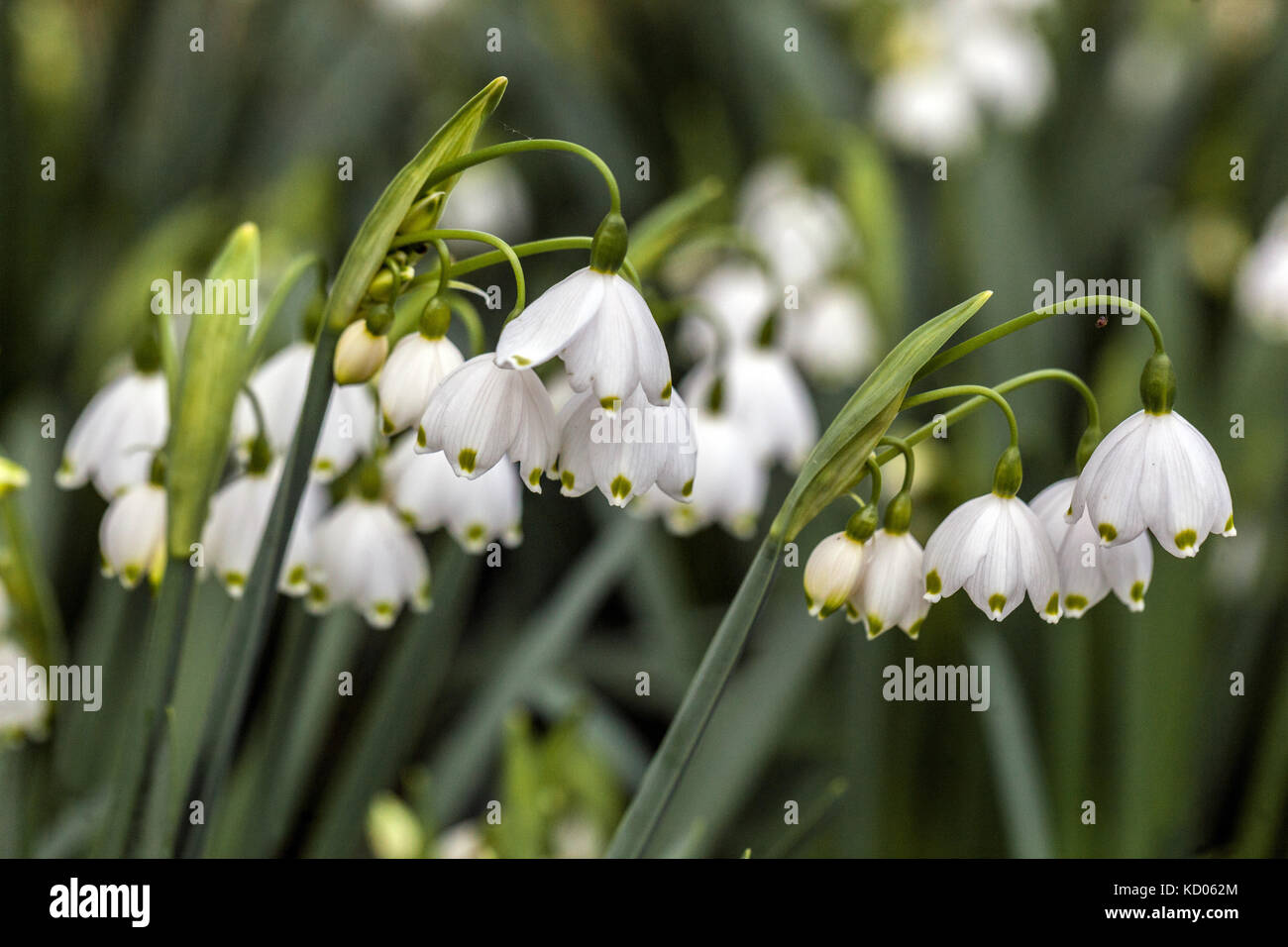 Summer Snowflake Leucojum aestivum close up flower Stock Photo