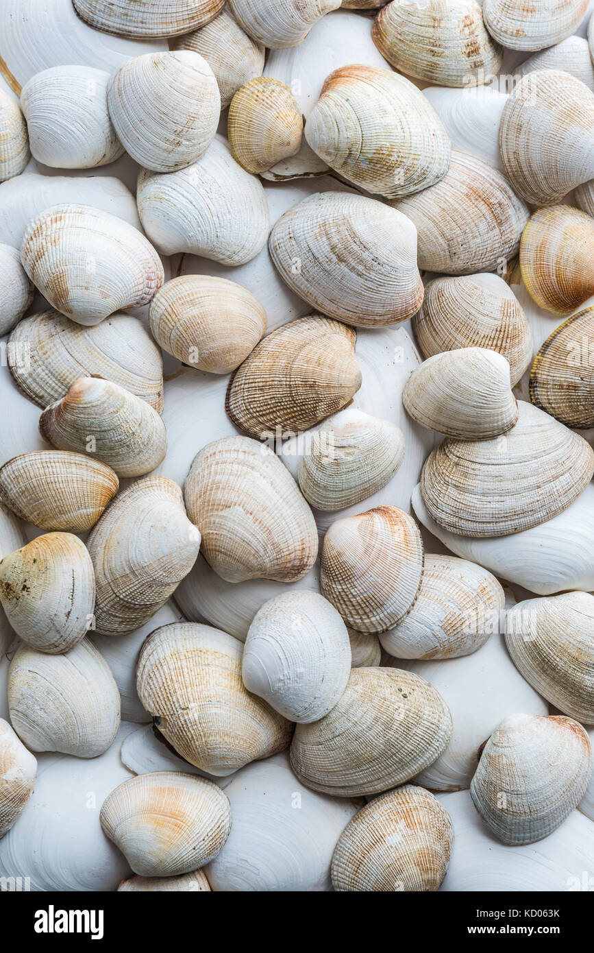 Clam Shells High Resolution Stock Photography and Images Alamy