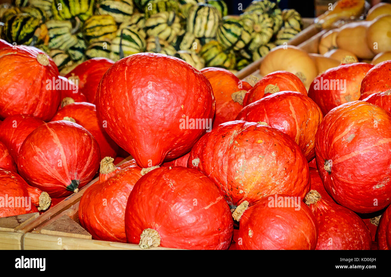 Fall display- Hokkaido pumpkins also called Red Kuri (Cucurbita maxima ...