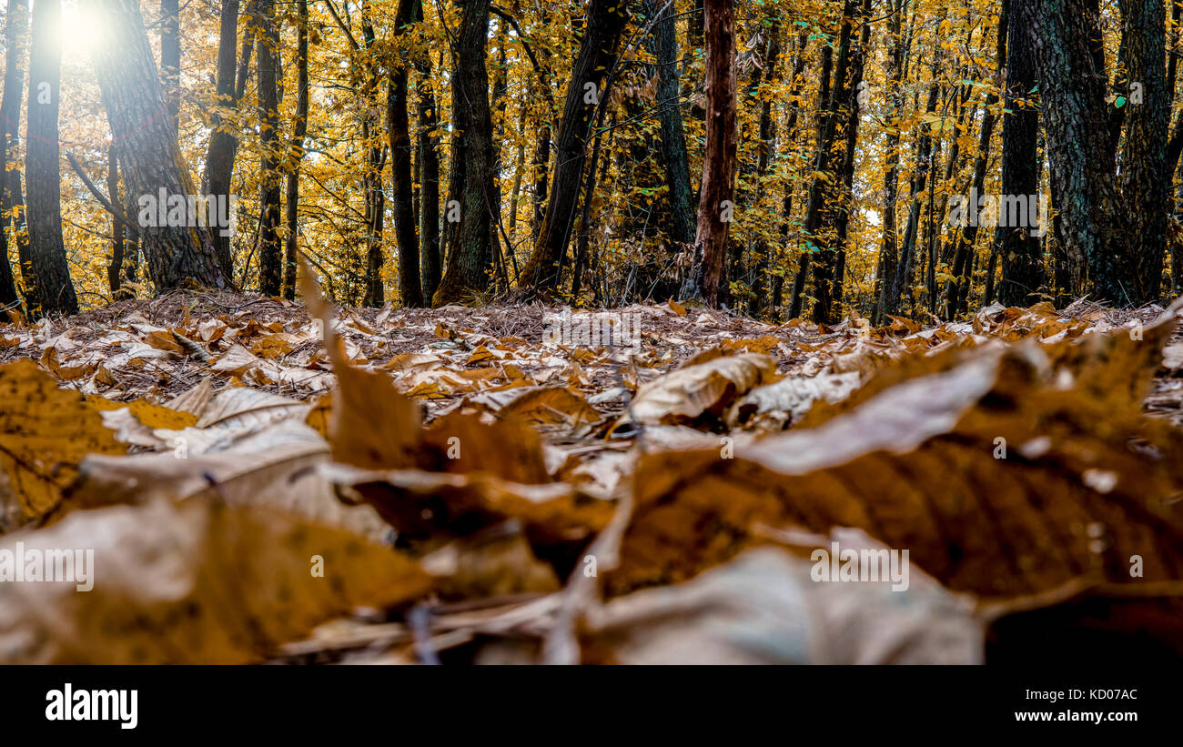 Forest autumn scene Stock Photo - Alamy