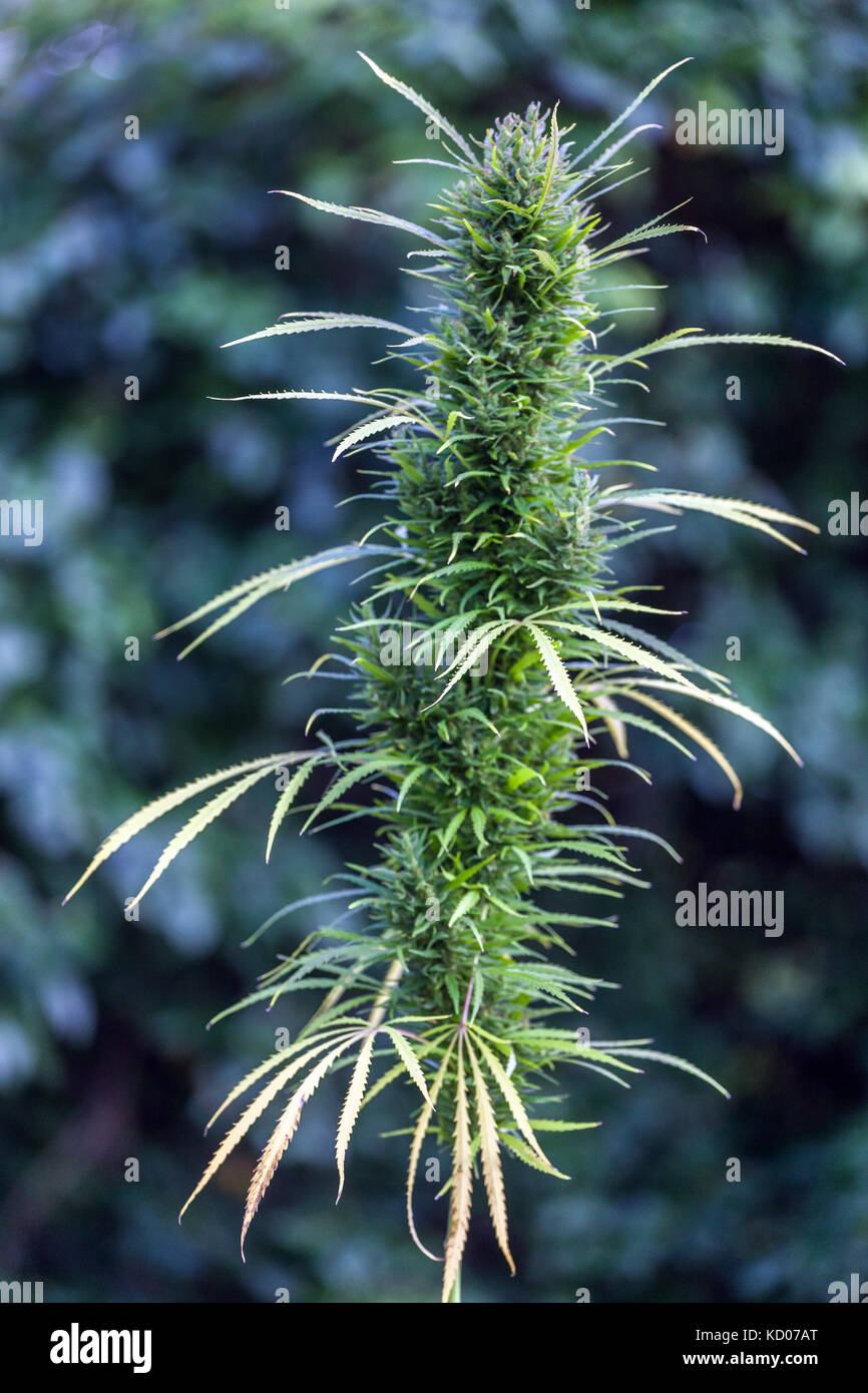 Cannabis bud plant with ripening cannabis buds Stock Photo