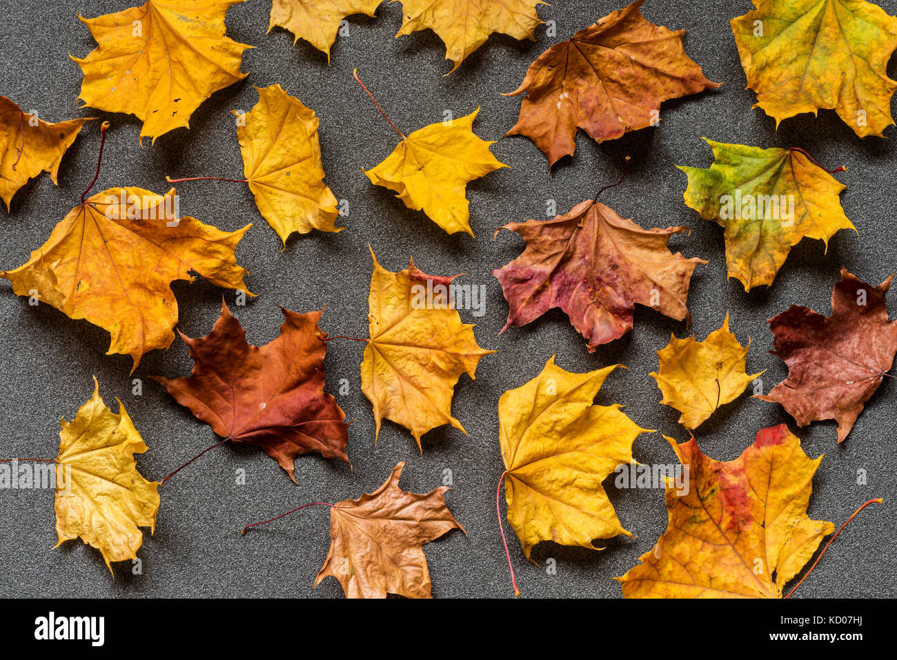 Different colored autumn dry leaves on a gray background. Top view Stock Photo