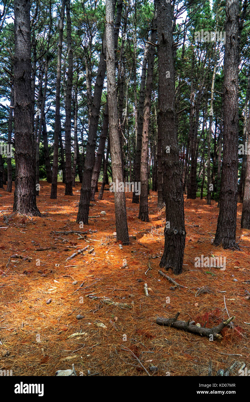 Pine forest and orange prickles Stock Photo