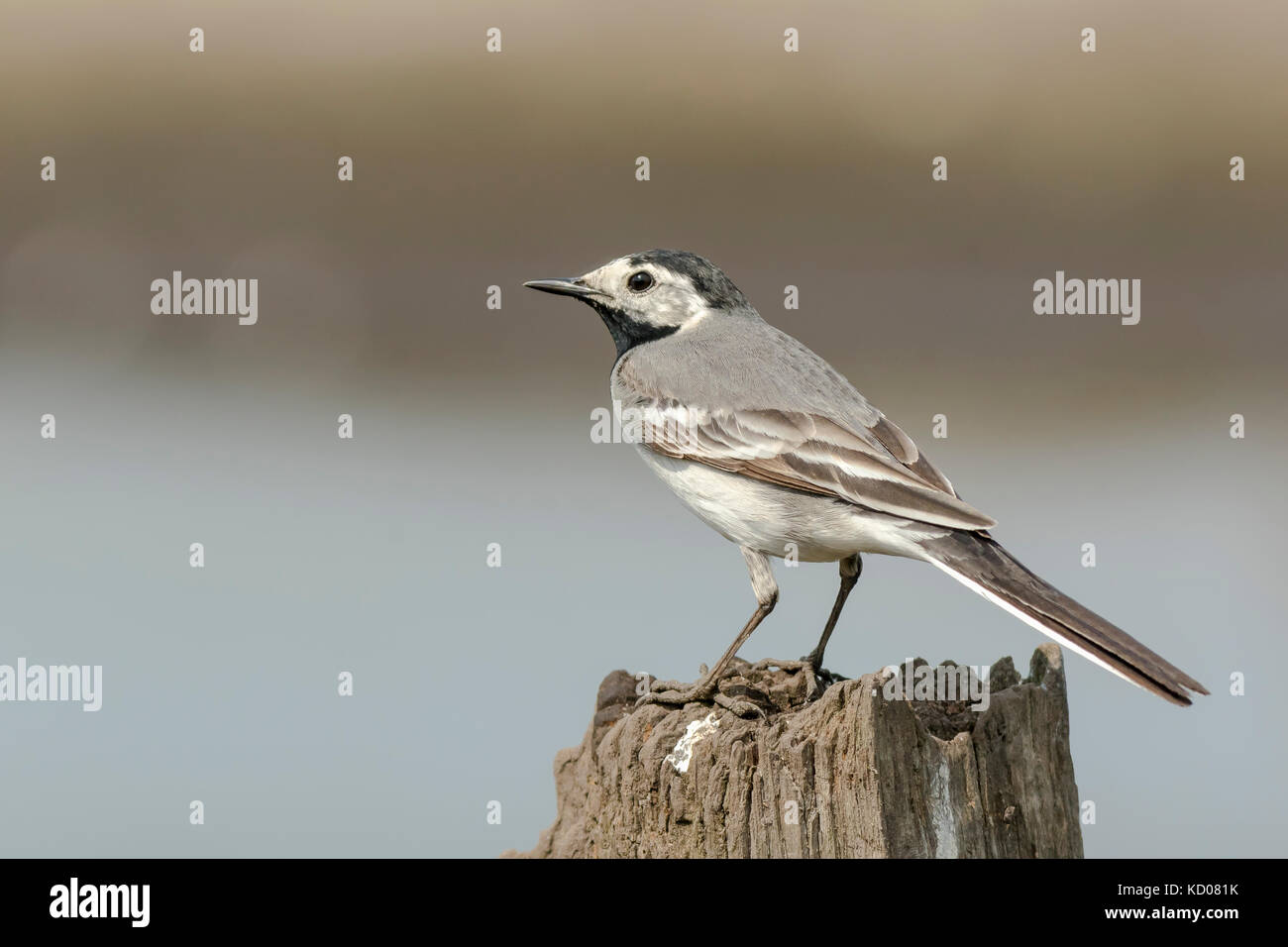 Closeup portrait of a White Wagtail (Motacilla alba) bird with white, gray and black feathers. The White Wagtail is the national bird of Latvia Stock Photo