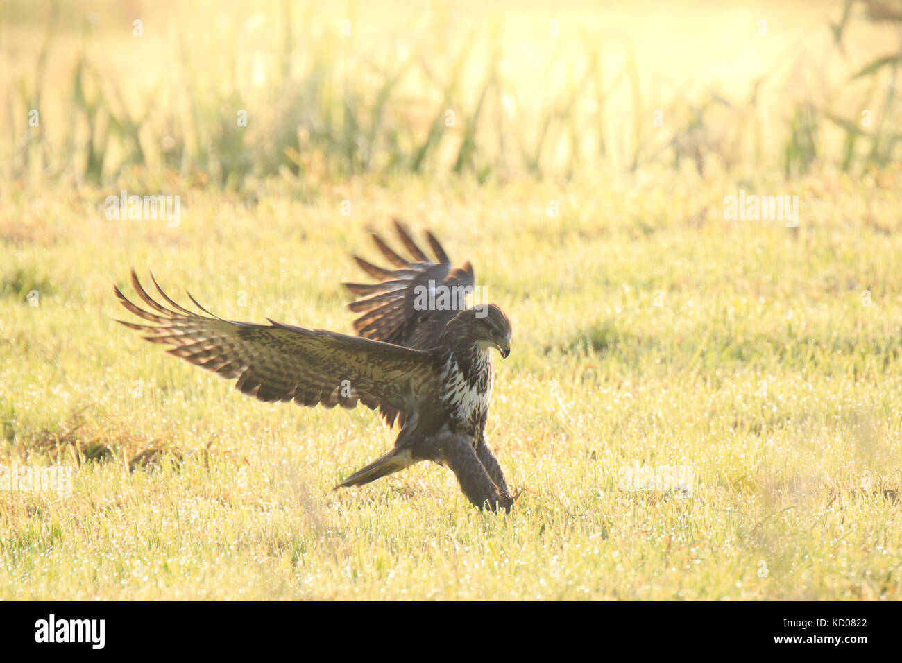 Buzzard Buteo buteo landing while hunting on a meadow during a foggy sunrise. catch a prey in its habitat. Stock Photo