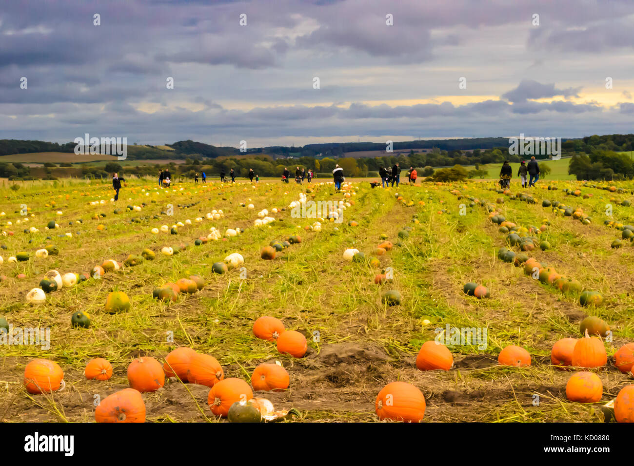 Families Pumpkin picking in a field for Halloween in Yorkshire in the United Kingdom . Stock Photo