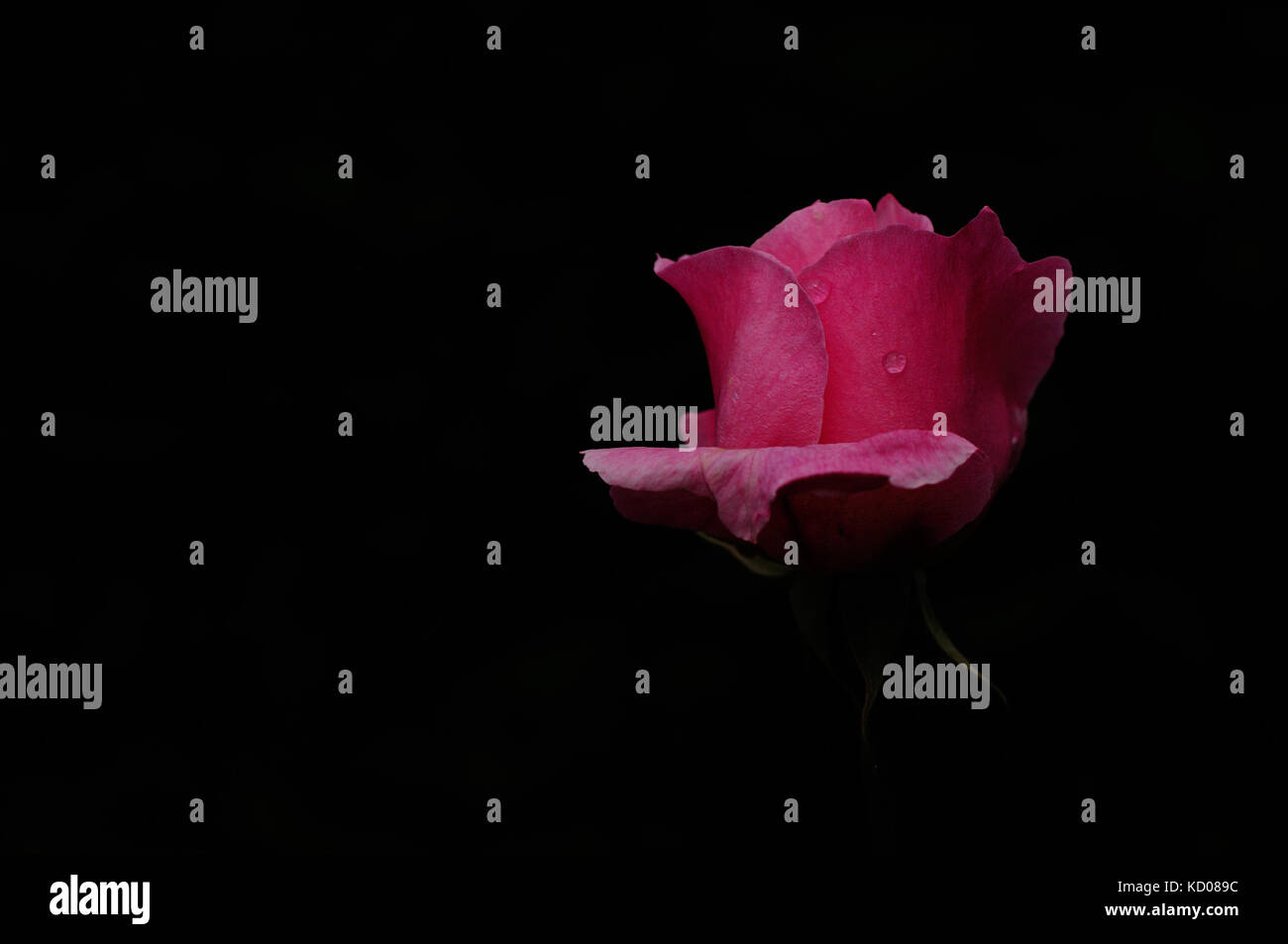 Pink rosebud in Autumn Stock Photo - Alamy
