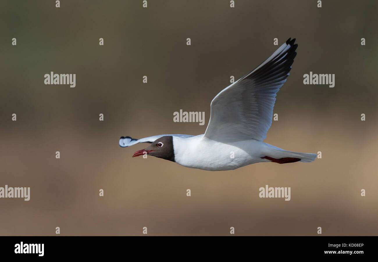 Close side view of a wild, UK black-headed gull (Chroicocephalus ridibundus) isolated in flight, wings spread in midair, flying left. Stock Photo