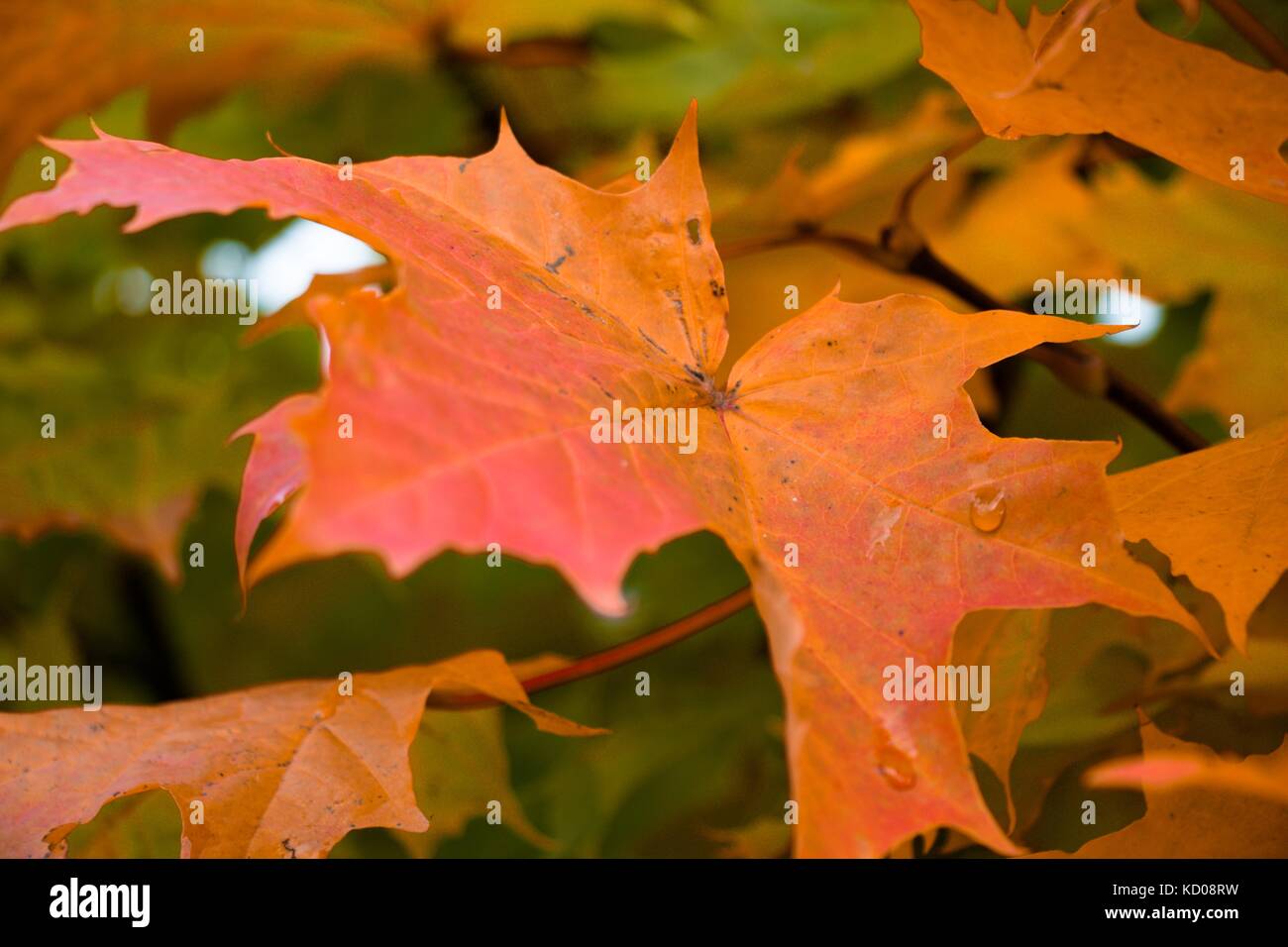 A beautiful maple leaf on a tree of different autumn shades with drops of rain Stock Photo
