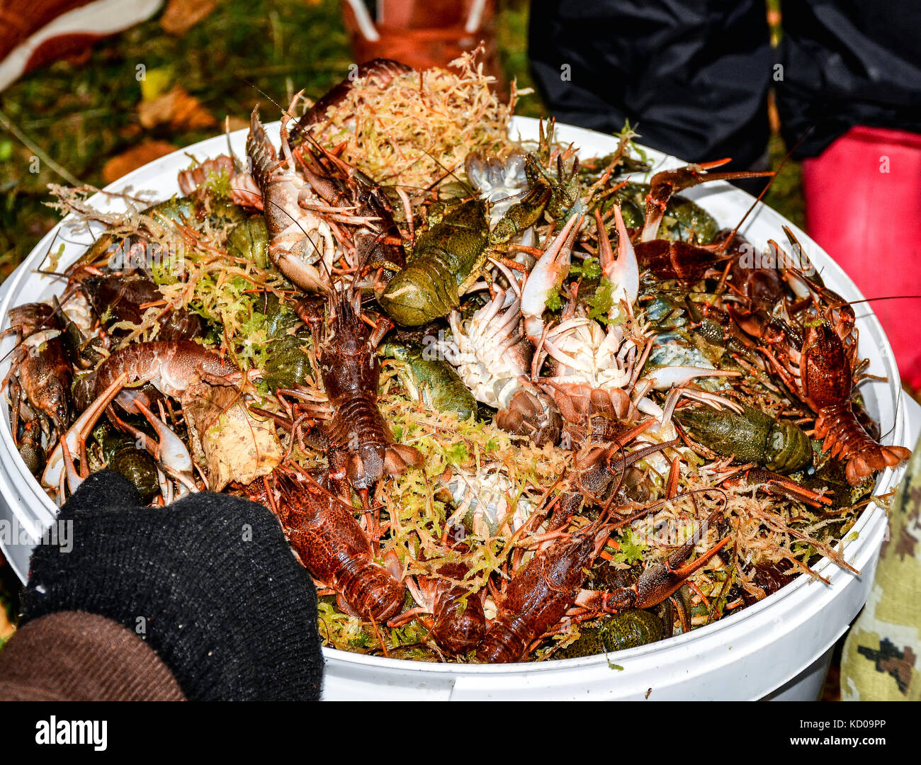 Crabs In A Bucket High Resolution Stock Photography and Images Alamy