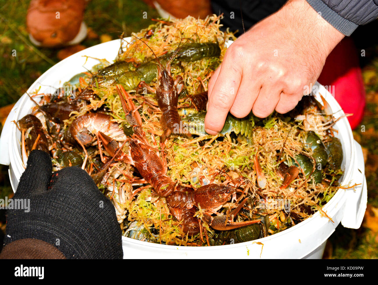 Live crabs in a large bucket Stock Photo Alamy
