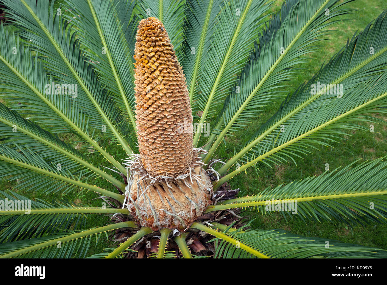 Japanese palm fern (Cycas revoluta) or sago palm, Sago palm, inflorescence, island Terceira, Azores, Portugal Stock Photo