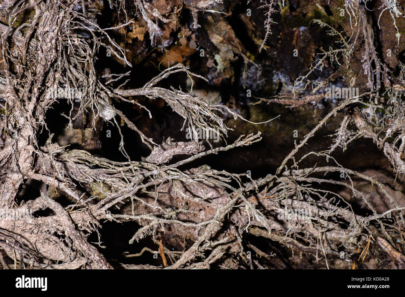 tree roots closeup in the woods in the summer Stock Photo - Alamy