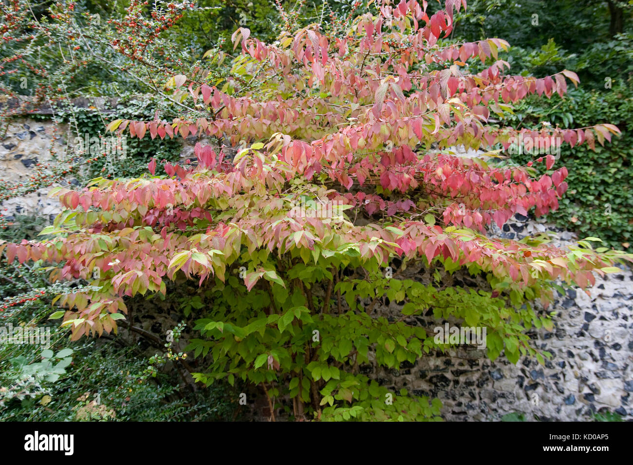 Viburnum plicatum mariesii in autumn Stock Photo