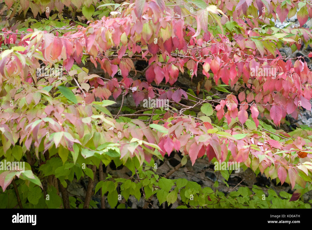 Viburnum plicatum mariesii in autumn Stock Photo