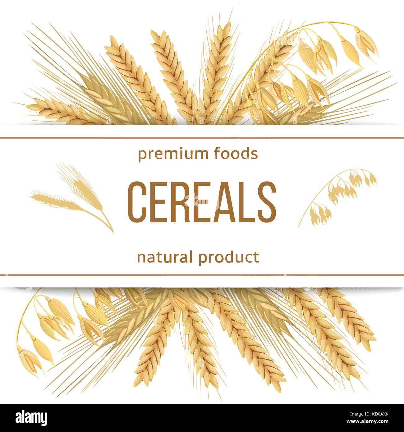Wheat, barley, oat and rye. 3d icon vector set. Four cereals grains and ears with text premium foods, natural product Stock Vector