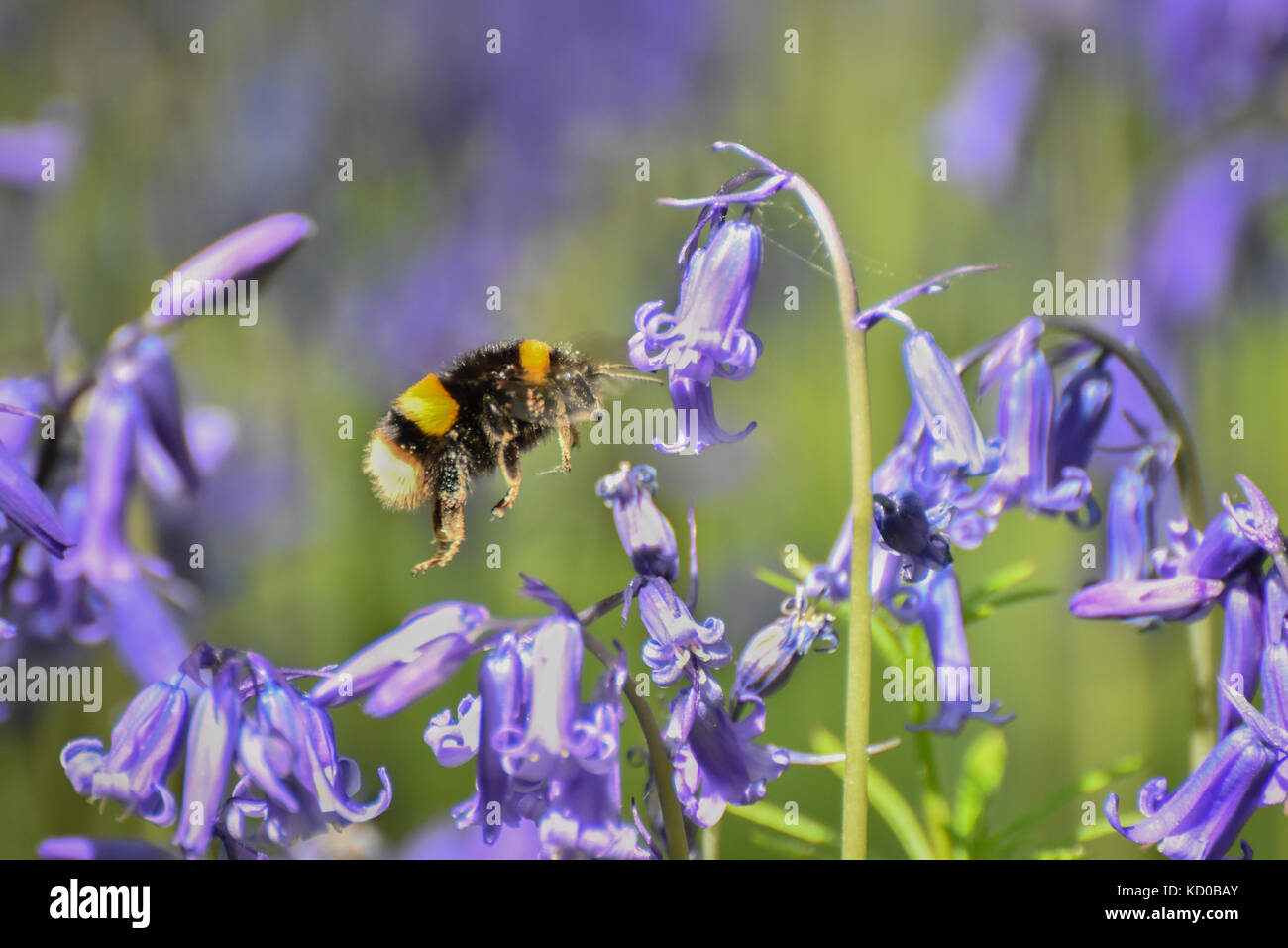 Bumble bee pollinating Bluebells in woods Stock Photo