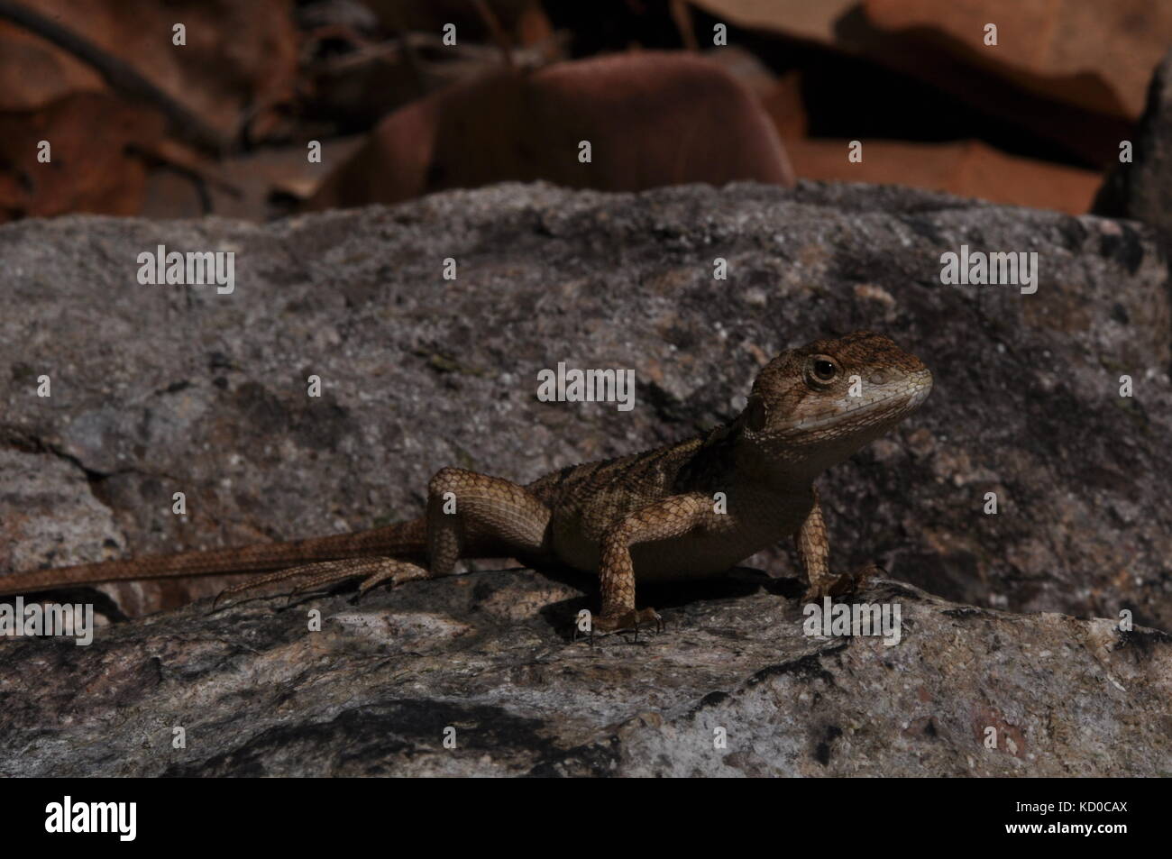 Bowling Green Bay National Park (Alligator Creek), Townsville, QLD