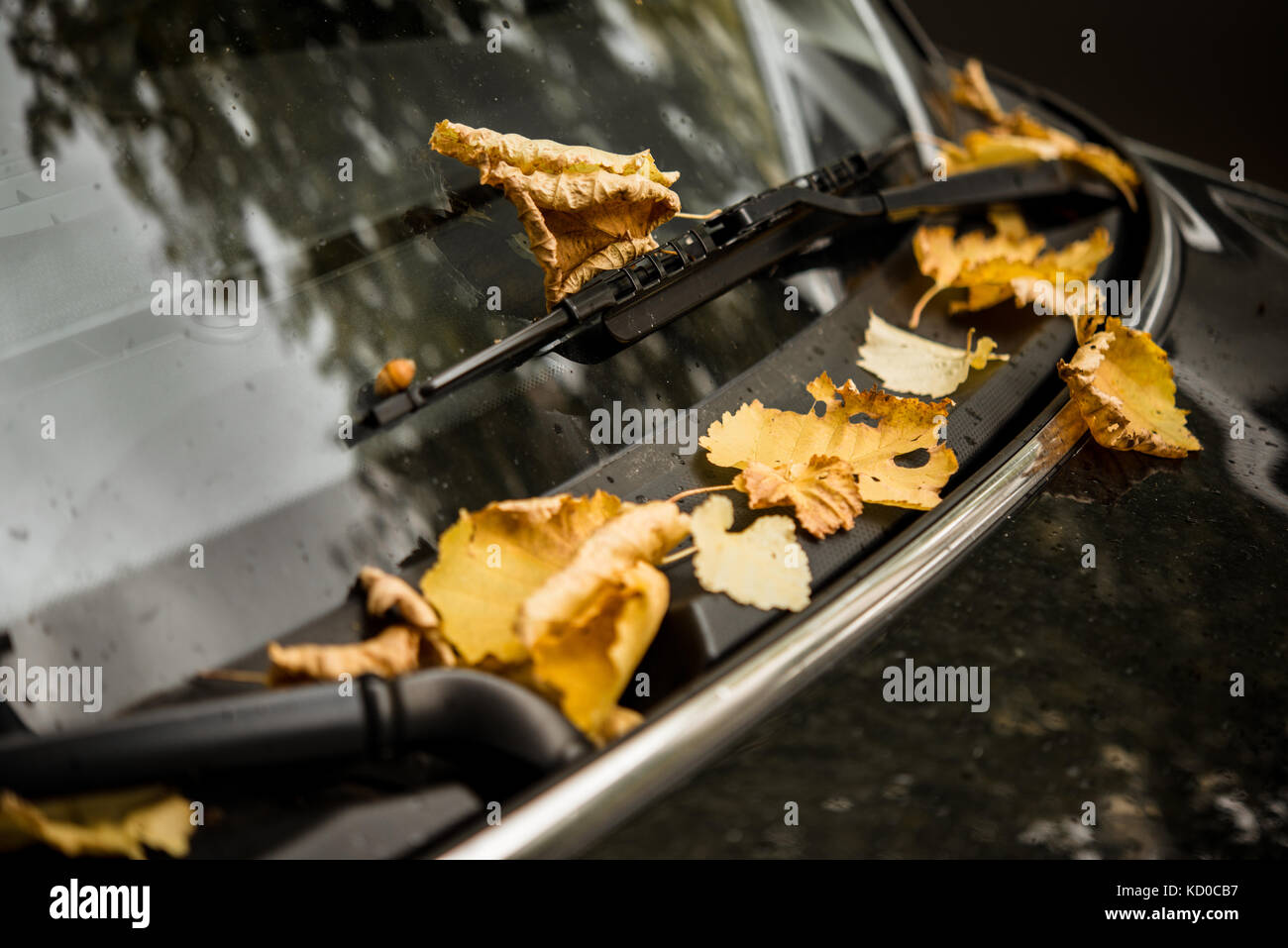 Wiper of a black car with orange leaves in autumn Stock Photo