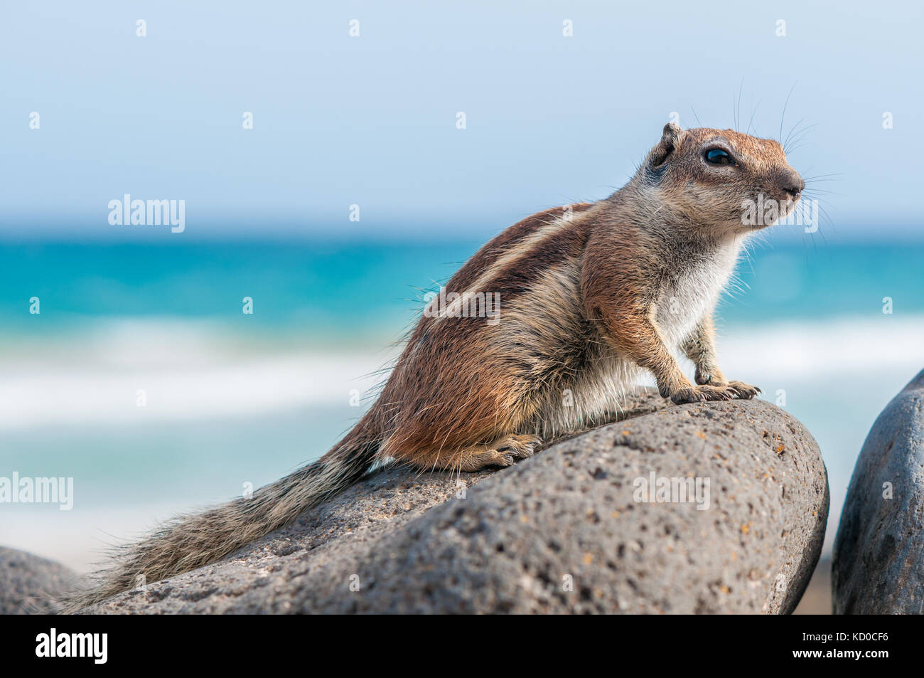 Barbary ground squirrel (Atlantoxerus getulus) posing on the rocks with the beach on the background. Piedras caidas beach, Fuerteventura, Canary Islan Stock Photo