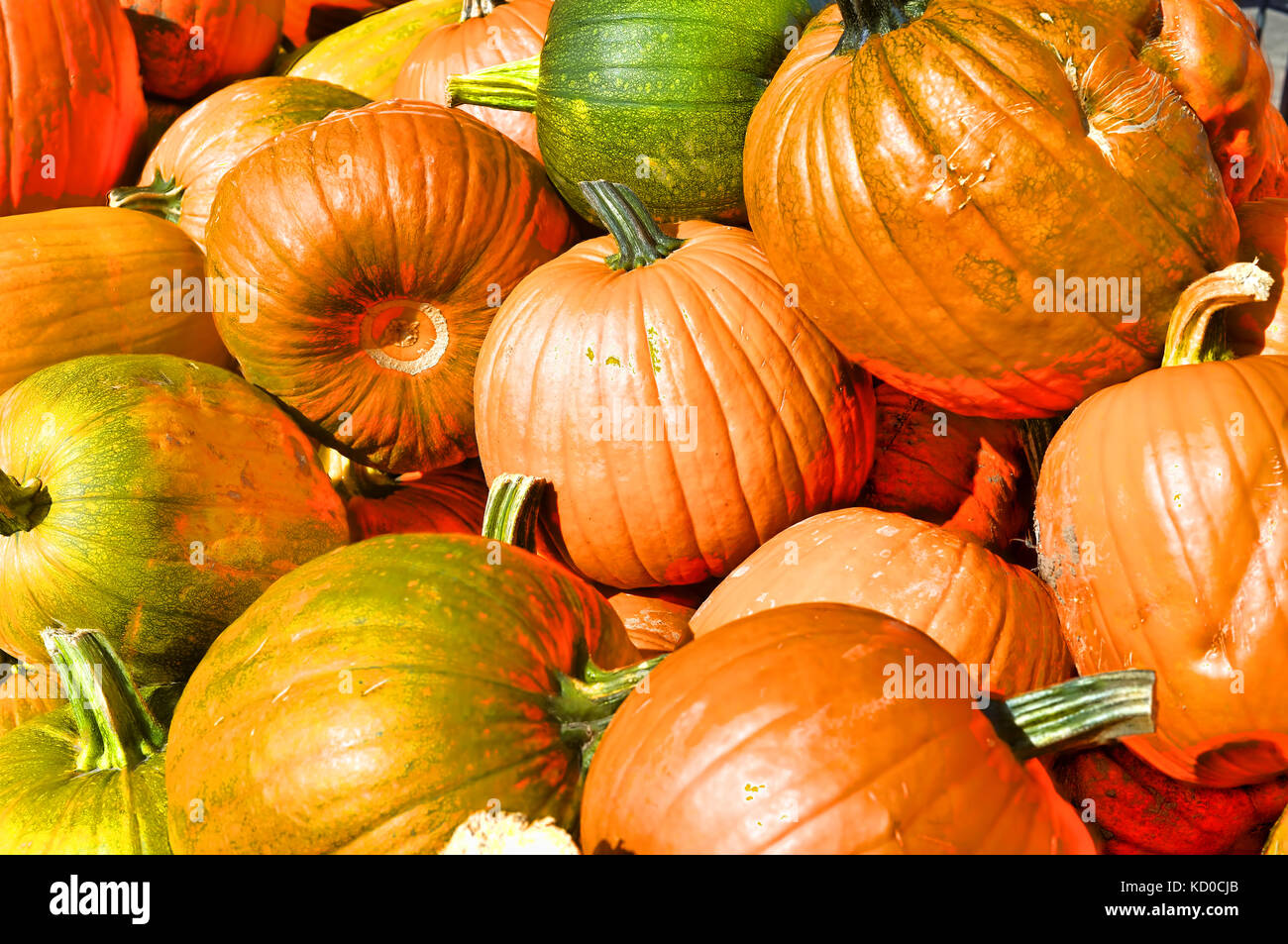 October Pumpkins Stock Photo