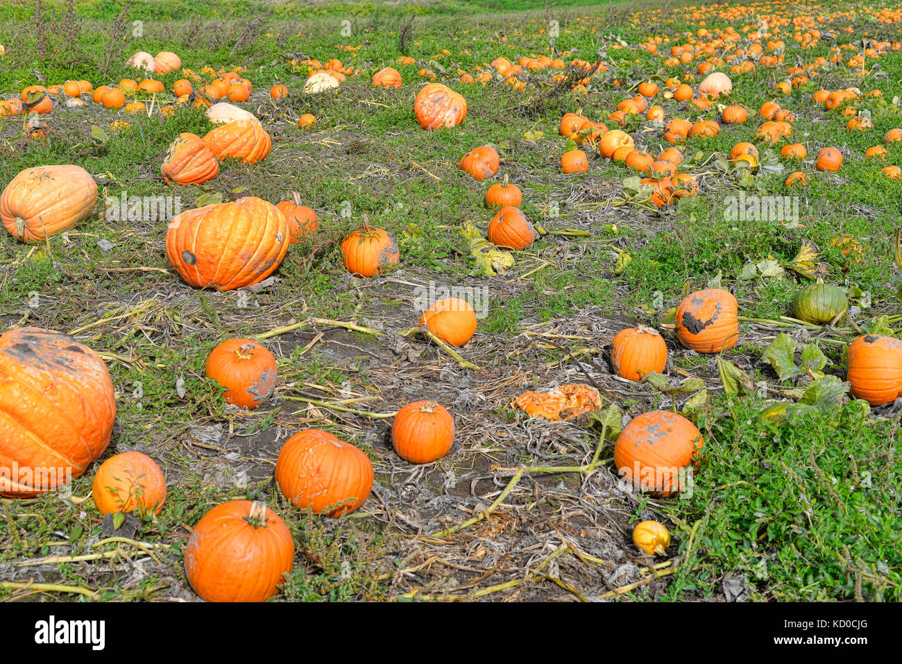October Pumpkins Stock Photo