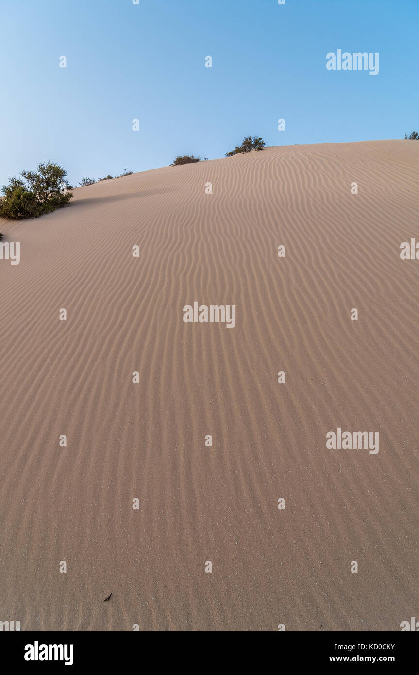 dunes in Barranco de Pecenescal with some isolated plant, Fuerteventura, Canary Islands, Spain Stock Photo