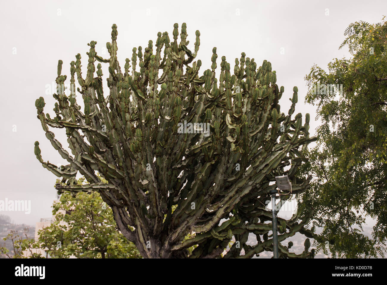 Tall (Candelabra Tree) Euphorbia ingens cactus in a urban park Stock