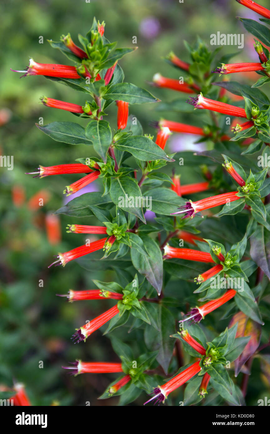 Close up view of the pineapple sage flower on a garden Stock Photo Alamy