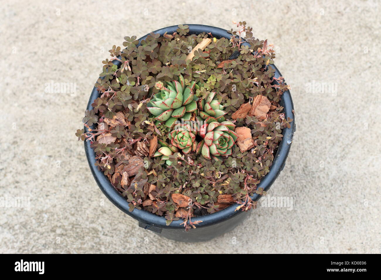 Echeveria Shamrock succulent growing with overgrown weeds in a pot Stock Photo