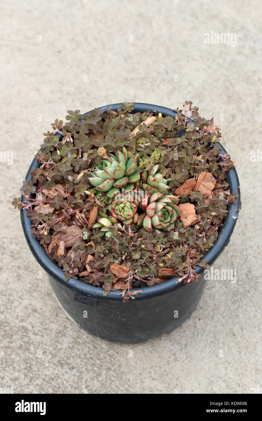 Echeveria Shamrock succulent growing with overgrown weeds in a pot Stock Photo