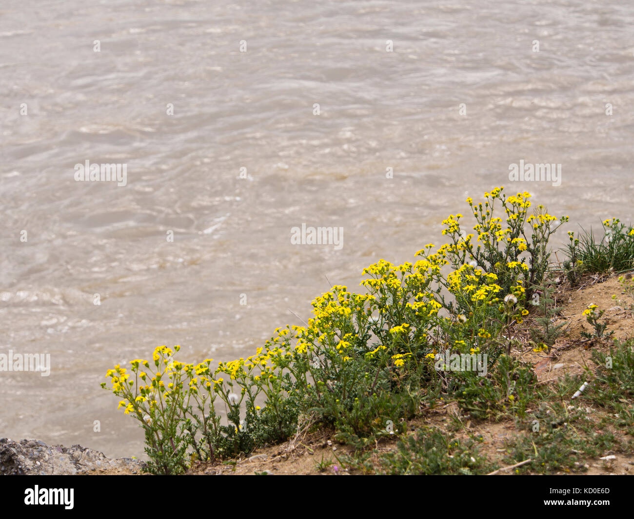 The Kura river in springtime, brown with earth and silt from the Caucasus mountains, running through much of Georgia, yellow wildflowers on the banks Stock Photo