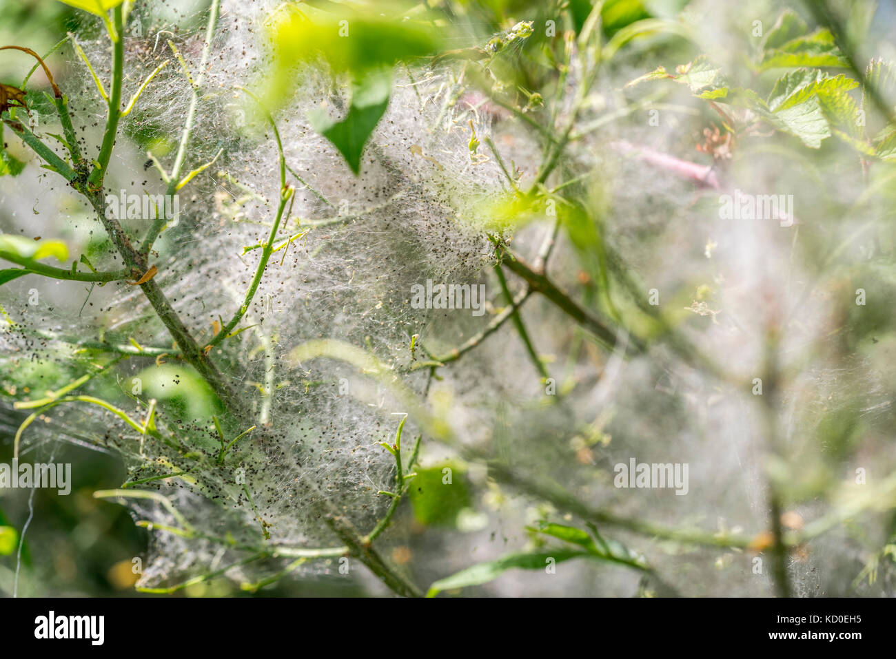 detail of a plant covered with ermine moth web with caterpillars at spring time Stock Photo