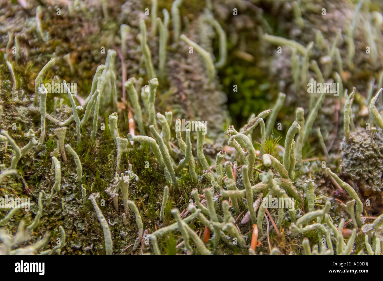 low angle macro shot showing elongated lichen vegetation Stock Photo