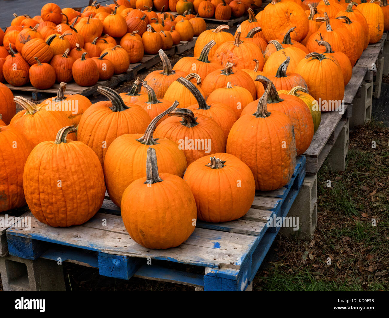 New England Pumpkin Farm on Cape Cod MA USA Stock Photo