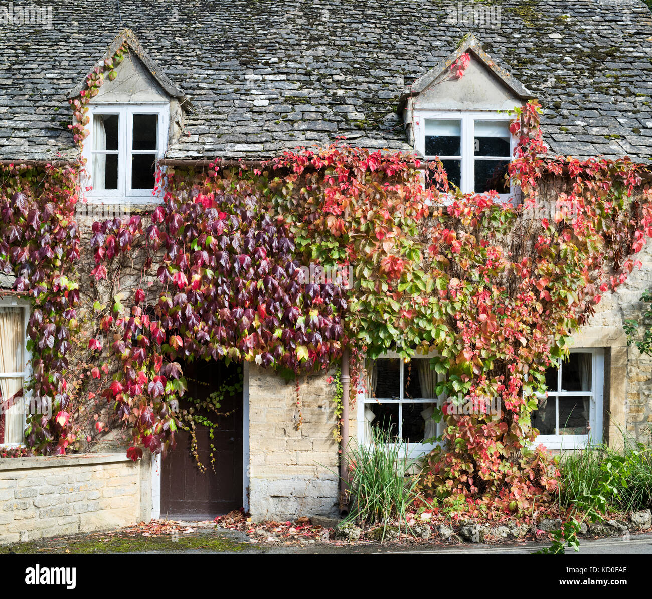 The Mill Inn covered in Boston Ivy / Japanese Creeper, Withington