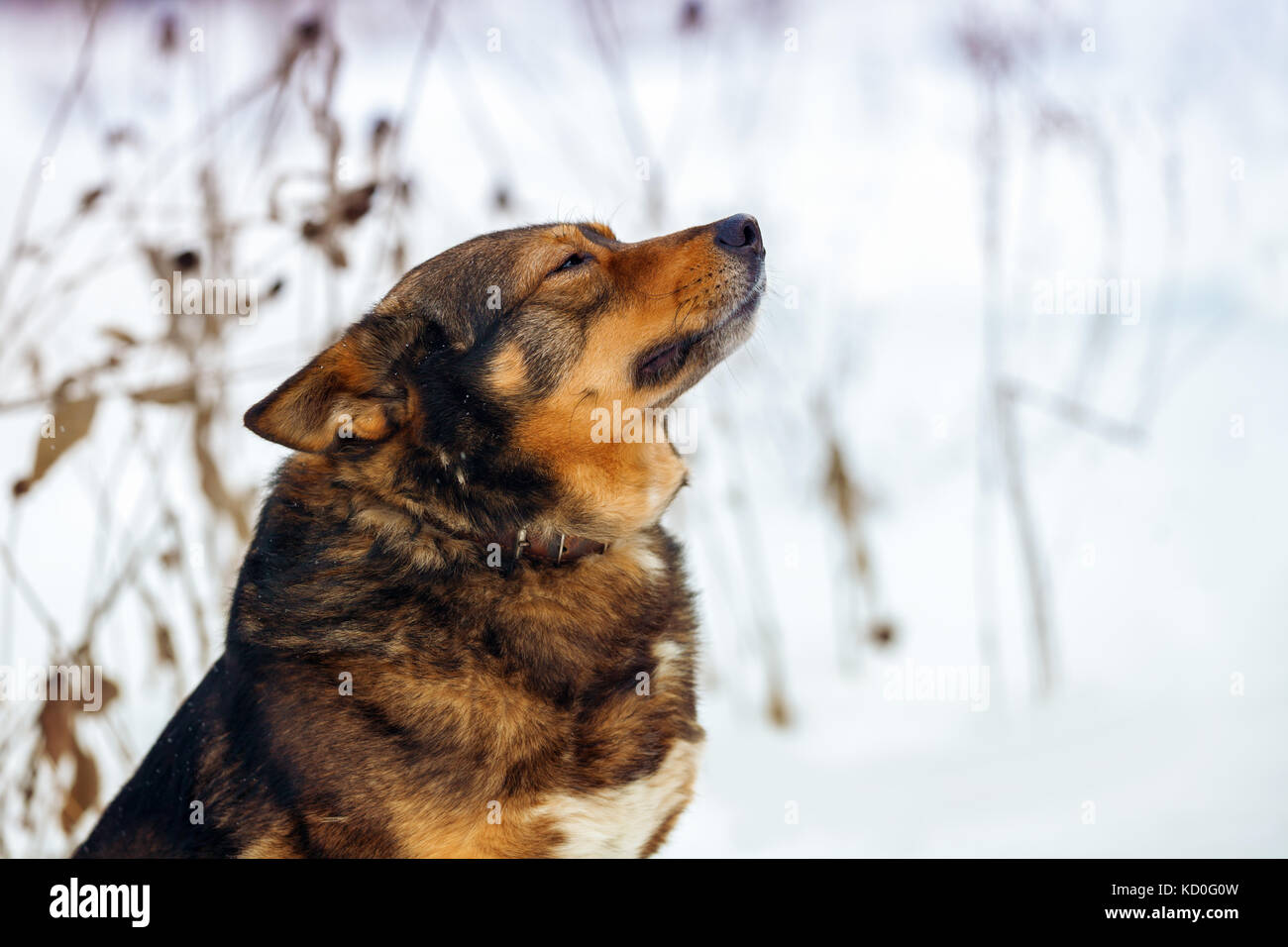 Portrait of purebred dog in snowy winter Stock Photo - Alamy