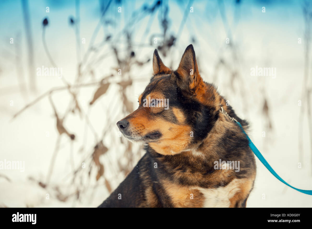 Portrait of purebred dog on the leash in snowy winter Stock Photo - Alamy