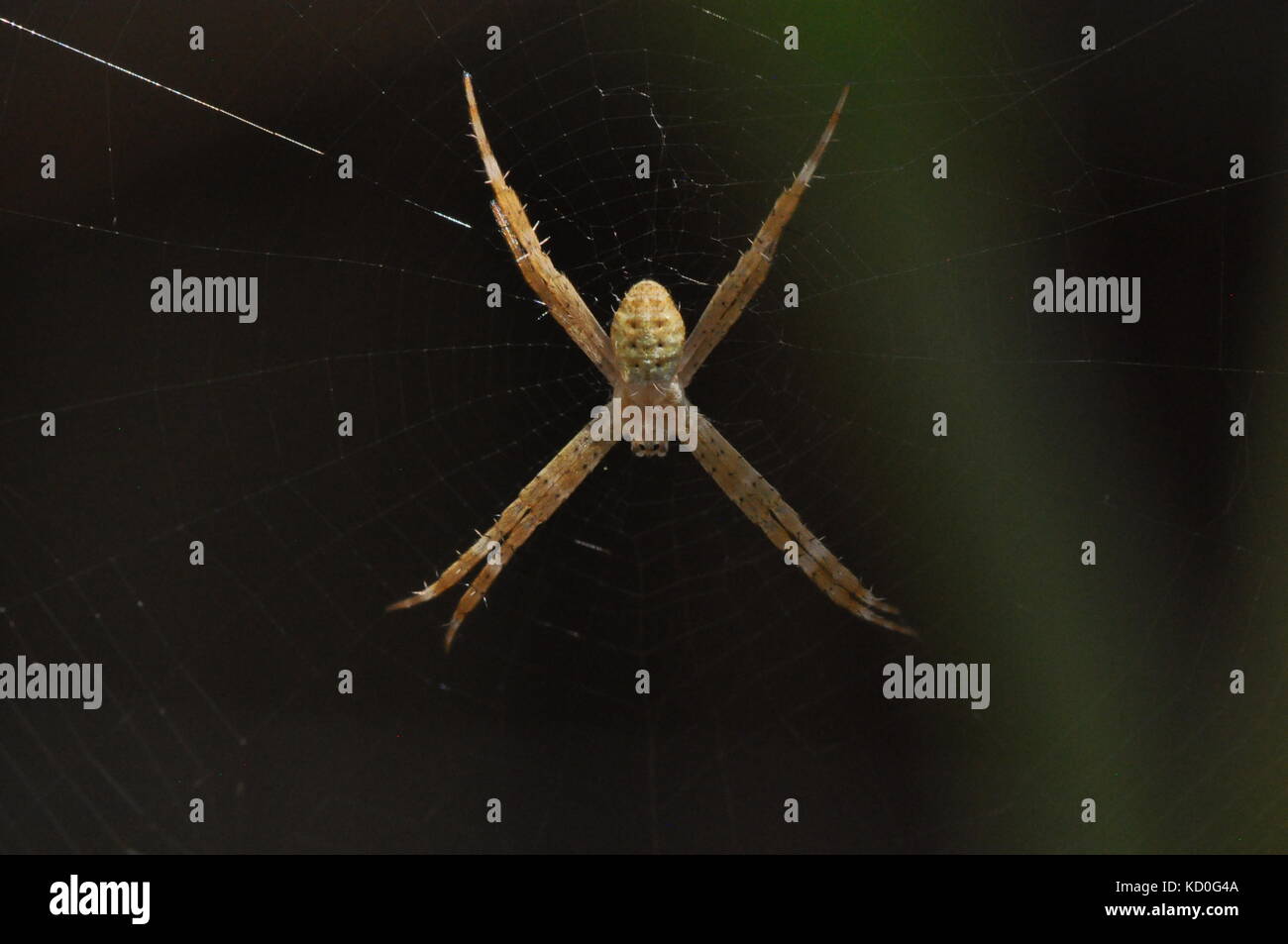 Juvenile Saint Andrews Cross Spider (Argiope keyserlingi), Townsville ...