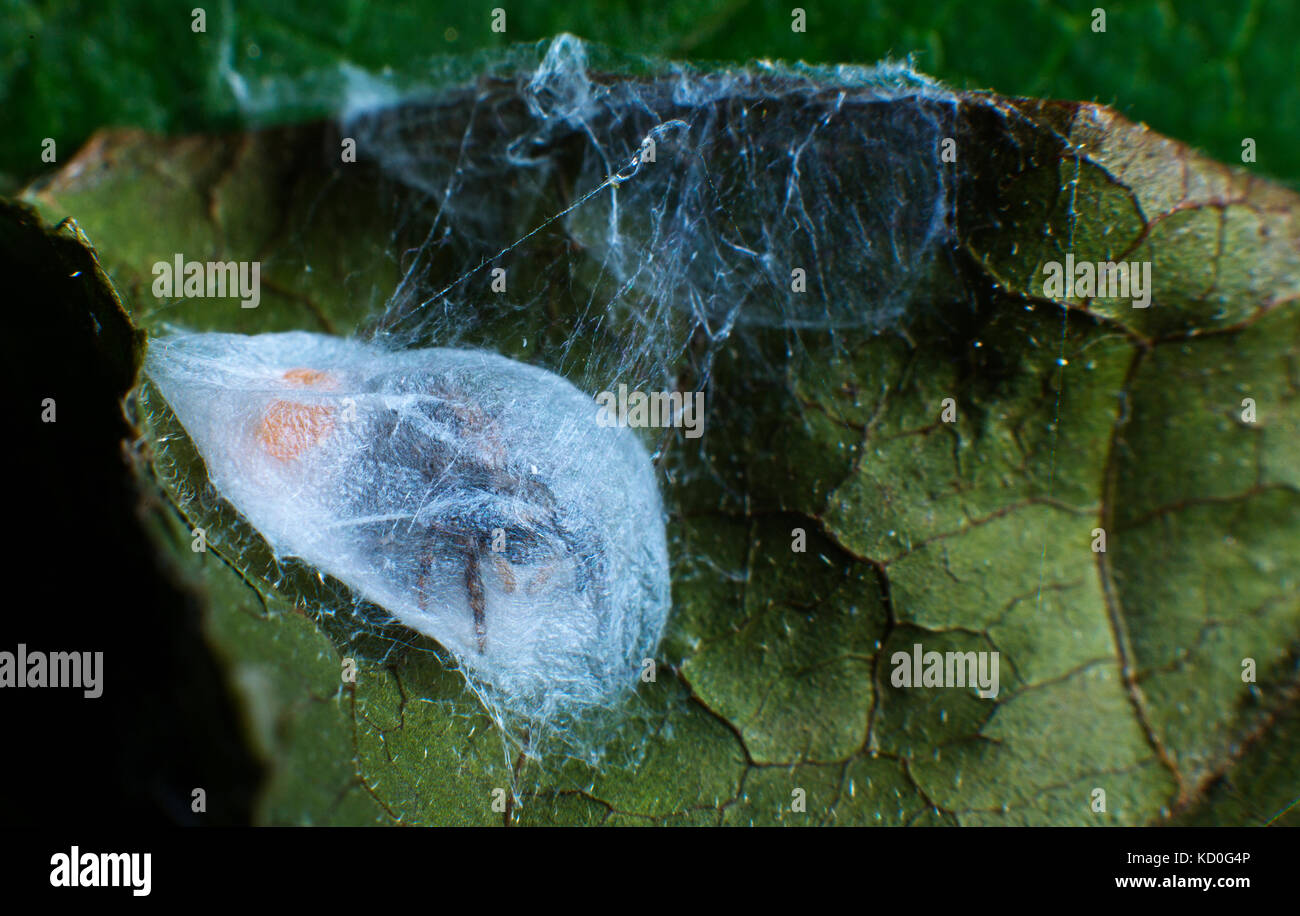 A female spider guarding her eggs Stock Photo