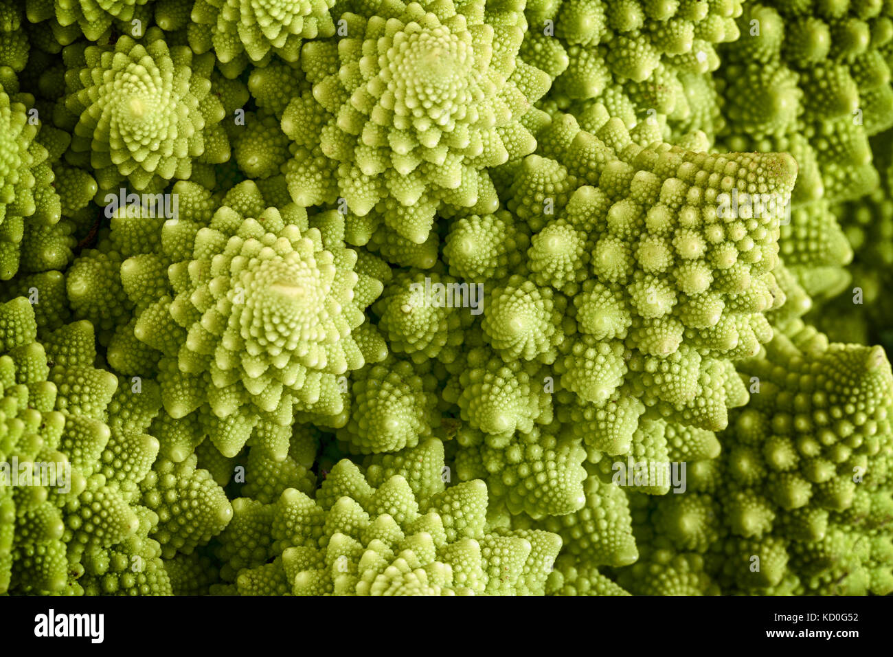 Romanesco broccoli vegetable represents a natural fractal pattern and is rich in vitimans. First documented in Italy originating from the Brassica ole Stock Photo