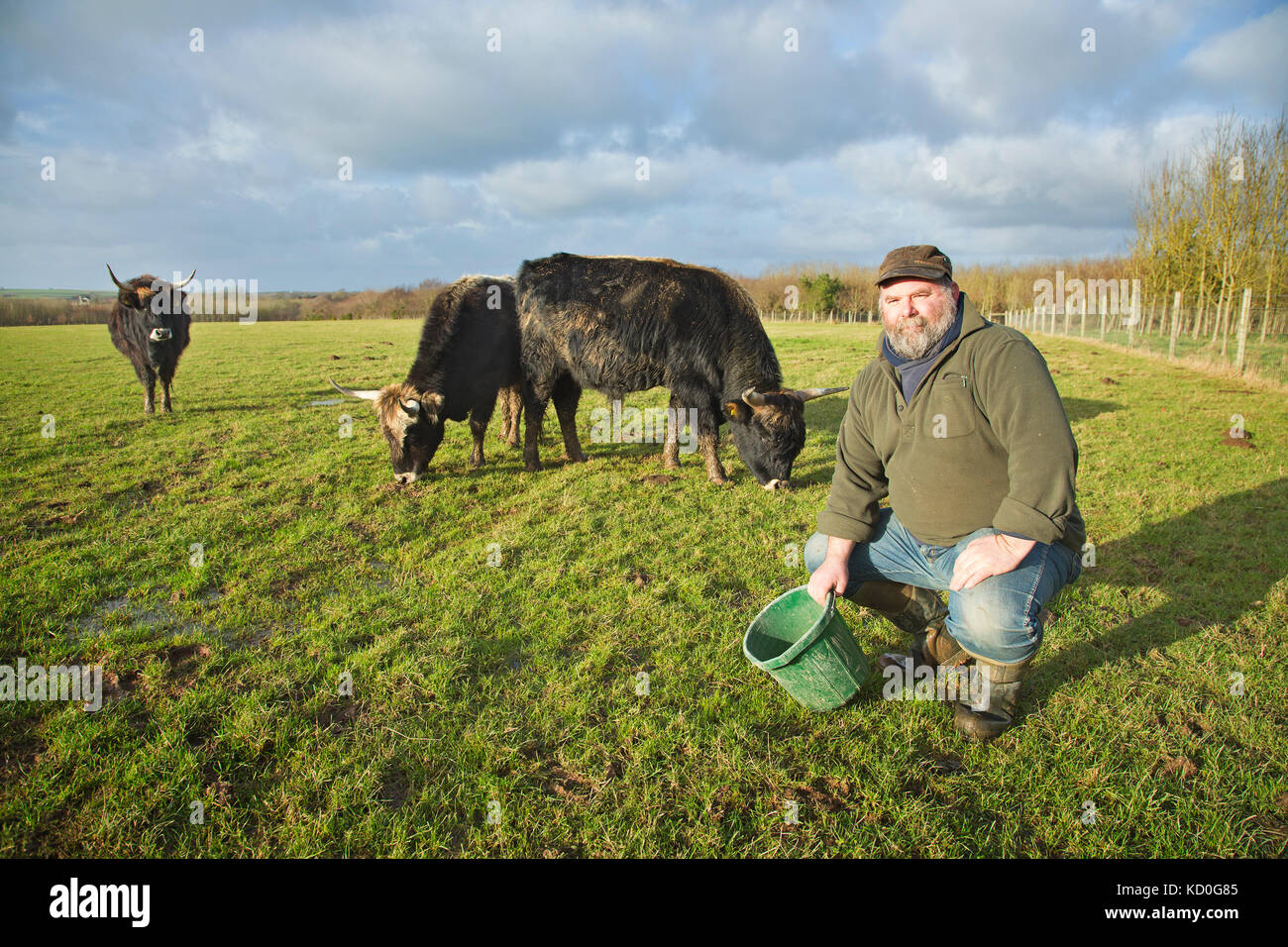 Derek Gow with some of his rare Heck cattle Stock Photo