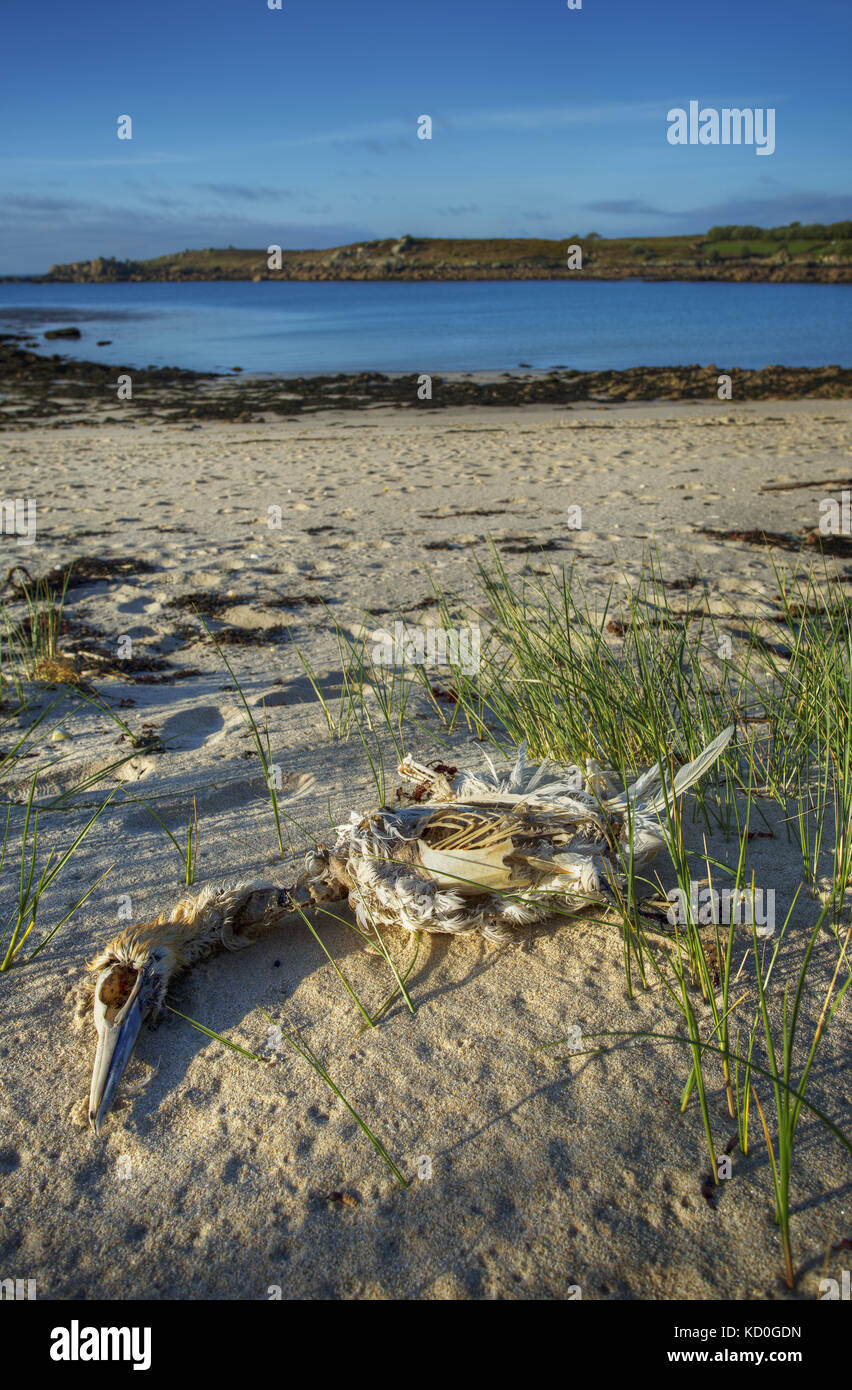 A skeleton of a dead Gannet, sea bird on the isles of Scilly,Cornwall Stock Photo
