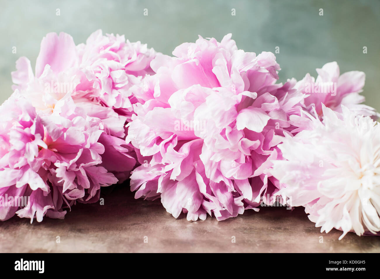 Pink peonies on table Stock Photo